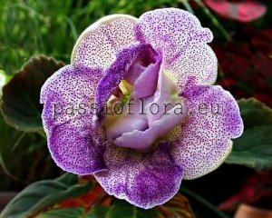 Gloxinia Seeds PF-LIGHTNESS x other hybrids