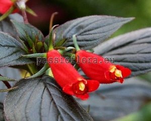 Seemannia Seeds LITTLE RED x other hybrids