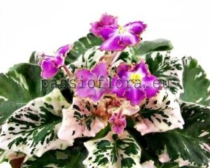 African Violet Seeds N-PASO DOBLE x other hybrids
