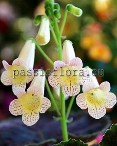 Smithiantha Seeds PF-MY DREAMS x other hybrids