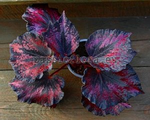 Begonia DS-GOTHIC