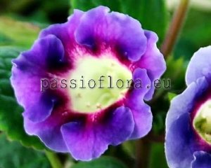 Gloxinia Seeds GLOXINIA  7 x other hybrids
