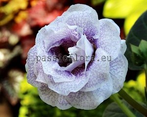 Gloxinia Seeds PF-NOSTALGIA x other hybrids