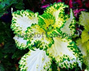 Coleus Seeds PF-PAINTED LADY x other hybrids