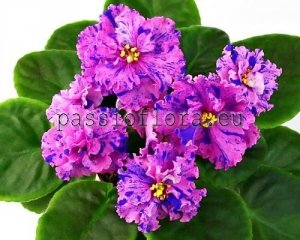 African Violet Seeds RM-PAOLINA x other hybrids