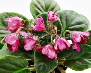 African Violet Seeds RED TULIP x other hybrids
