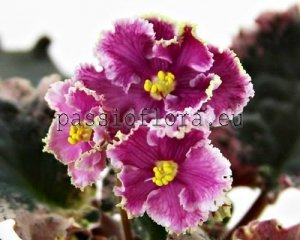 African Violet Seeds PT-LOVE ROMANCE x other hybrids