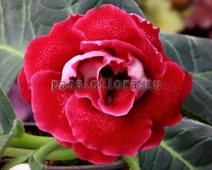 Gloxinia Seeds PF-SMILE x other hybrids