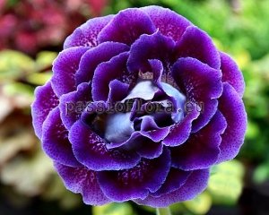 Gloxinia Seeds PF-RUBICON x other hybrids