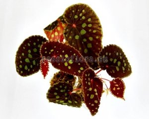 Begonia  seeds chlorosticta  x self