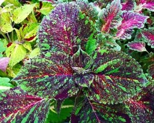 Coleus Seeds PF-MYSTERY DREAM x other hybrids