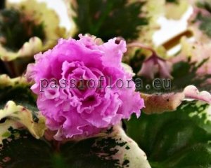 African Violet Seeds LE-SHIMMERING ROSE x other hybrids