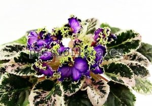 African Violet Seeds  LE-GALATEA x other hybrids