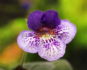 Mini Sinningia FU'S PURPLE KNIGHT