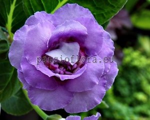 Gloxinia Seeds PF-ORCHID LACE x other hybrids
