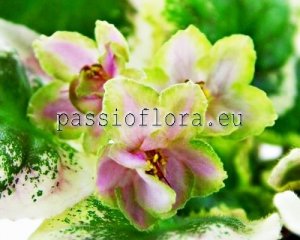 African Violet Seeds ND-MURANO GLASS x other hybrids