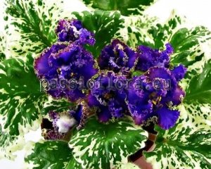 African Violet Seeds DN-LESHY x other hybrids