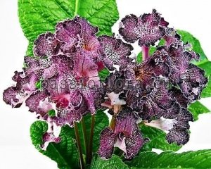 Streptocarpus Seeds DS-SMALL IS BEAUTIFUL x other hybrids