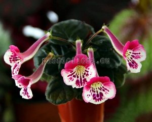 Mini Sinningia Seeds  SIMSIM DREAMLAND x other hybrids