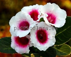 Gloxinia Seeds PF-HEARTSONG x other hybrids