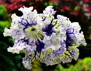 Streptocarpus Seeds DS-NORTHERN SUN x other hybrids 