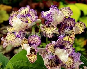Streptocarpus Seeds OD-IZYA x other hybrids