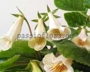 Sinningia ISA'S SCENT OF LOVE