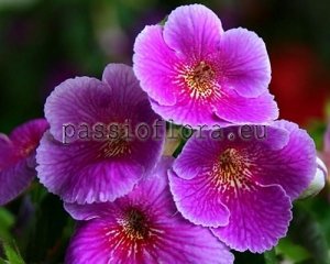 Achimenes Seeds CHARLES MARTEL x other hybrids