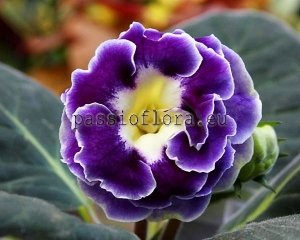 Gloxinia Seeds PF-BLUE SKY x other hybrids