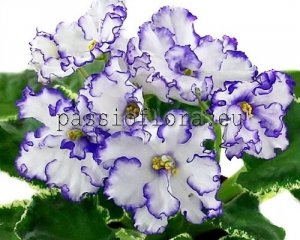 African Violet Seeds LF-GZHEL x other hybrids