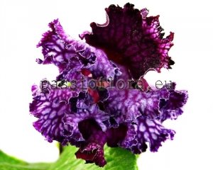 Streptocarpus Seeds DEM-GYPSY BARON x other hybrids