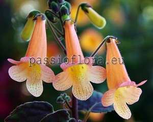 Smithiantha PF-DIANA 