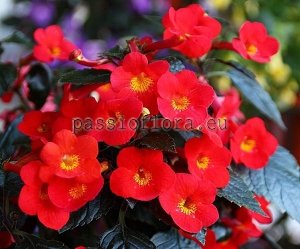 Achimenes Seeds INFERNO x other hybrids 