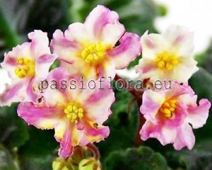 African Violet Seeds PF-SUNNY STAR x other hybrids
