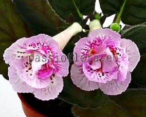 Mini Sinningia Seeds  SRG'S SASCHA x other hybrids