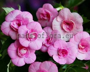 Achimenes Seeds AUSSIE BEAUTY x other hybrids