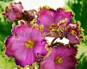African Violet Seeds LE-ALINA x other hybrids
