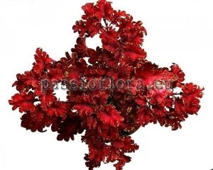 Coleus Seeds PF-BURNING HEART x other hybrids 