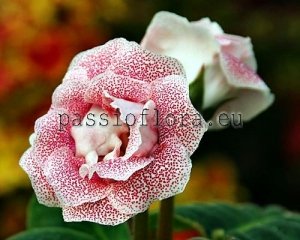 Gloxinia Seeds PF-MIRACLE x other hybrids