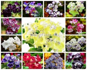 Streptocarpus  Seeds MIX OF DIFFERENT HYBRIDS