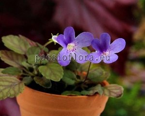 Micro Mini Sinningia MARY JANE'S PIXIE