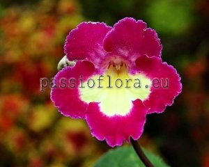 Streptocarpus Seeds DS-GOLDEN KEY x other hybrids