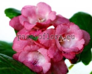 Sinningia DIVA
