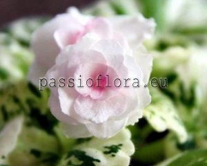 African Violet Seeds WATERMELON SNOW x other hybrids