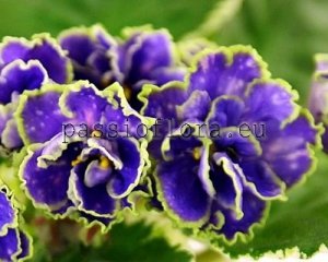 African Violet Seeds ND-EASTERN BOSPHORUS x other hybrids