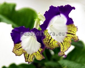 Streptocarpus Seeds  RD-PTYŚ x other hybrids