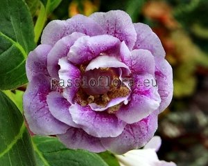 Gloxinia Seeds PF-TENDERNESS x other hybrids