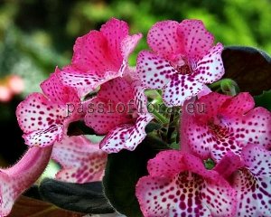 Mini Sinningia SIMSIM PLAYFULL BUTTERFLIES