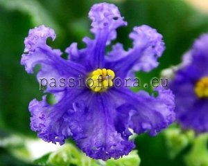 African Violet Seeds RS-ALIEN x other hybrids