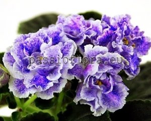 African Violet Seeds ND-SALVIA x other hybrids